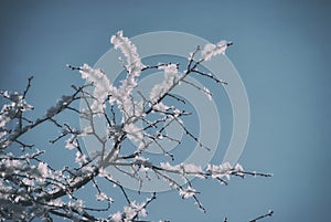 Hoarfrost on snow-covered branches of trees, winter frosty clear