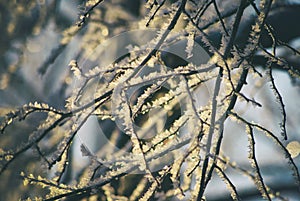 Hoarfrost on snow-covered branches of trees, winter frosty clear day