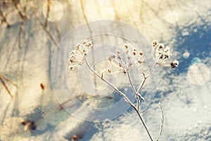 Hoarfrost and snow on the plants in winter forest