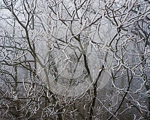 Hoarfrost on Some Trees