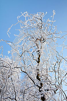 Hoarfrost tree