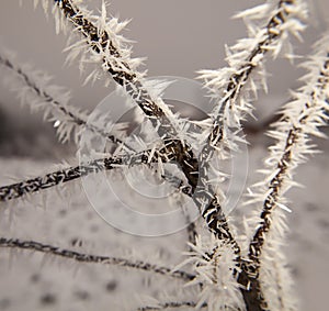 Hoarfrost on tree branches