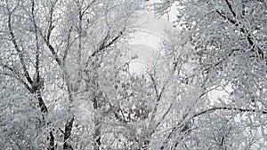 Hoarfrost on tree branches