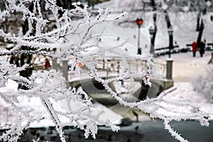 Hoarfrost on tree branches .