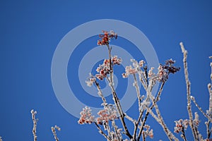 Hoarfrost on tree branches and berries in the garden, winter nature