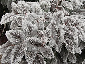 Hoarfrost on tree leaf