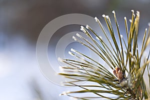Hoarfrost on tree needles