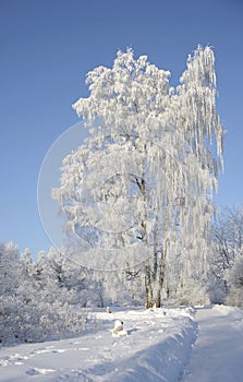 Hoarfrost on tree in the winter