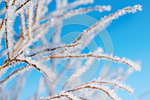 Hoarfrost on the tree, winter background, small depth of field