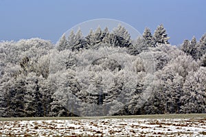 Hoarfrost on trees