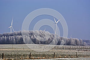 Hoarfrost on trees