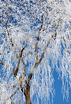 Hoarfrost on trees