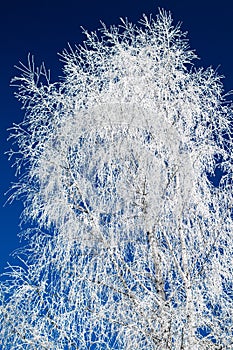 Hoarfrost on trees