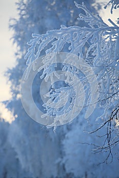 Hoarfrost on trees