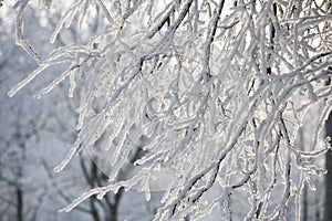 Hoarfrost on trees