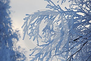 Hoarfrost on trees