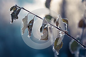 Hoarfrost on trees