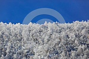 Hoarfrost trees against a blue sky in a sunny day