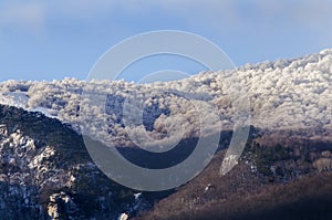 Hoarfrost on trees in a mountain forest