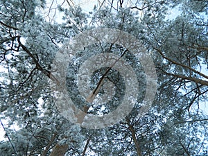 Hoarfrost trees in winter forest