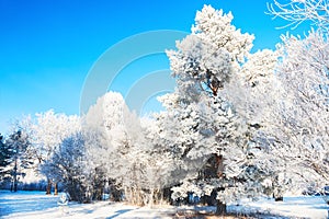 Hoarfrost on the trees in winter forest.