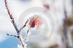 Hoarfrost on the trees in winter forest.