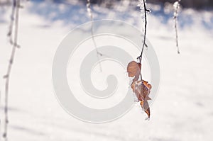 Hoarfrost on the trees in winter forest.