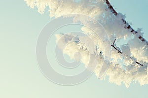 Hoarfrost on the trees in winter forest.