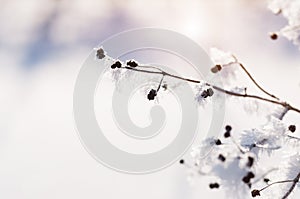 Hoarfrost on the trees in winter forest.