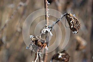 Hoarfrost on a twig.