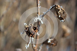 Hoarfrost on a twig.