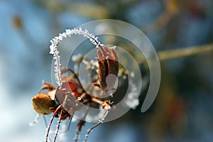 Hoarfrost on a twig.