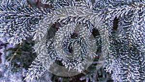 Hoarfrost on twigs of a serbian spruce