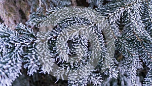 Hoarfrost on twigs of a serbian spruce