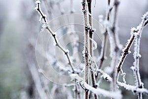 Hoarfrost on the vineyard