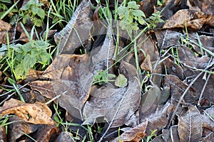 Hoarfrost on Walnut leaves