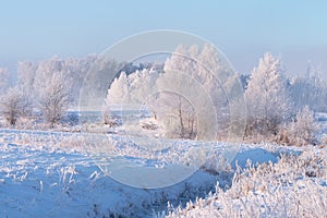 Hoarfrost weather at winter. Snowy trees on frozen meadow. Frost and snow in scenic winter nature landscape