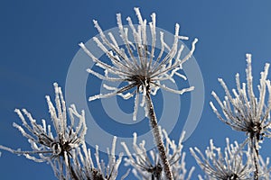 Hoarfrost White flowers against the blue sky