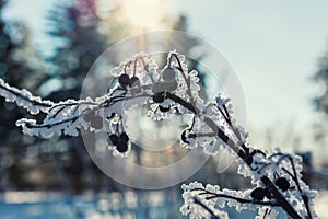 Hoarfrost on the wild berries in winter forest