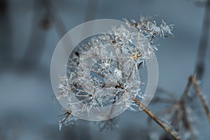 Hoarfrost on wild flowers closeup