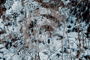 Hoarfrost on wild flowers closeup