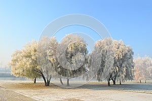 Hoarfrost on willow trees