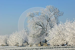 Hoarfrost in winter trees