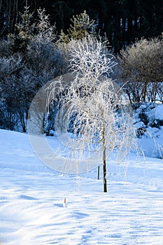 Hoarfrost on a young tree with branches hanging down in a snow-covered landscape. Weeping willow tree with rime.