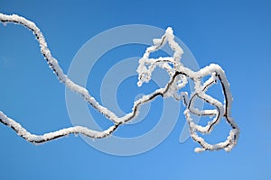 Hoarfrosted branch