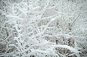 Hoarfrosted branches