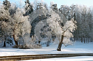Hoarfrosted trees in winter morning