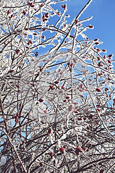 Hoarfroston rosehips at on Havel River Havelland, Germany