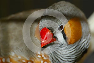 The hoarse beak mandarin