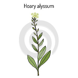 Hoary alyssum Berteroa incana , medicinal plant.